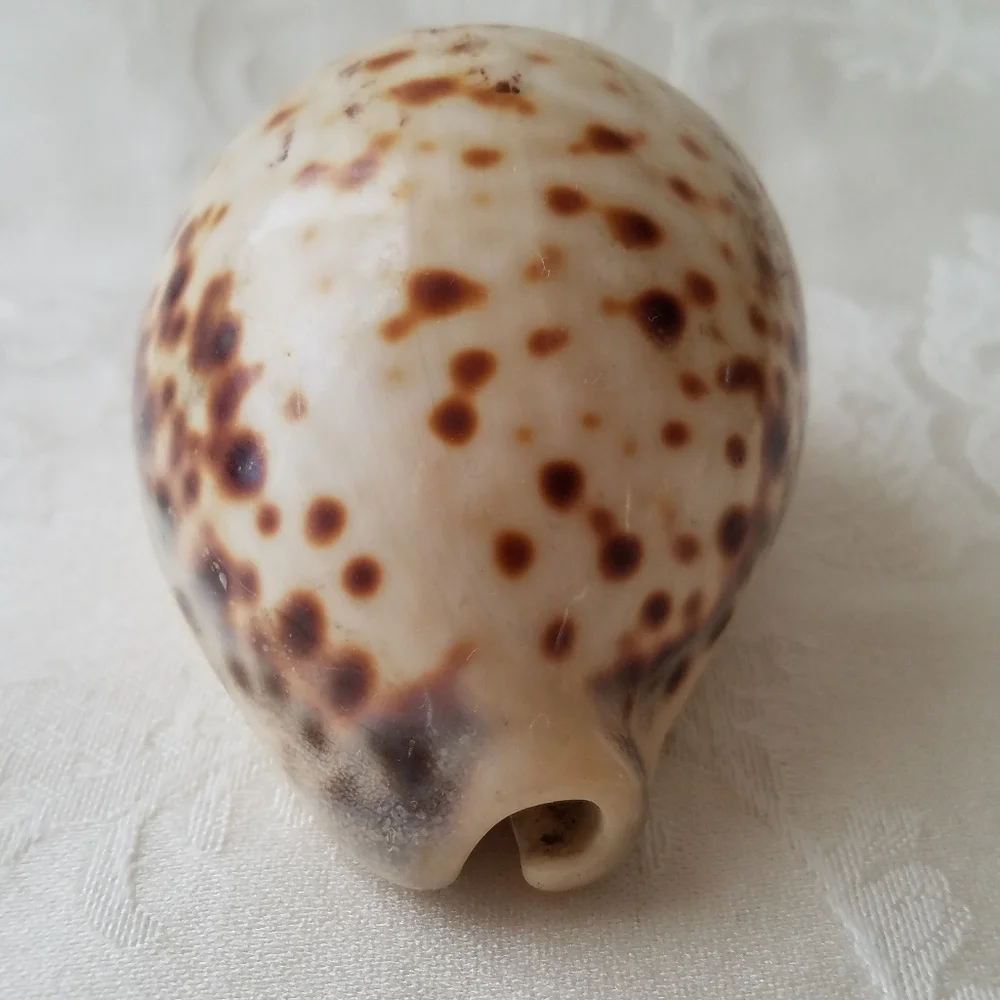 Beautiful Natural Sea Shell - Picture 4 of 7